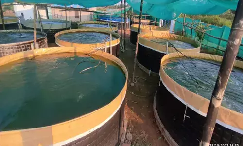 मत्स्य बीज उत्पादन के क्षेत्र में छत्तीसगढ़ बना पांचवा बड़ा राज्य... मिल चुका है बेस्ट इनलैंड स्टेट का पुरस्कार