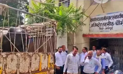 भैंस की पेसी: कोर्ट में पेशी के लिए दो भैंस को लाया गया, नजारा देख वकील भी हैरान, जानिए क्या है पूरा मामला