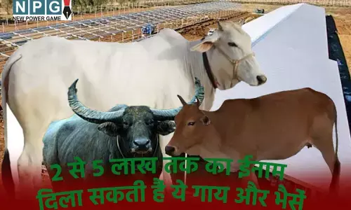 National Gopal Ratna Award इन नस्‍लों की गाय और भैंस पालकों को मोदी सरकार देगी 2 से 5 लाख रुपये तक ईनाम, छत्‍तीसगढ़ की कोसली और मोटू भी है शामिल...जानिए कैसे मिलेगा पैसा