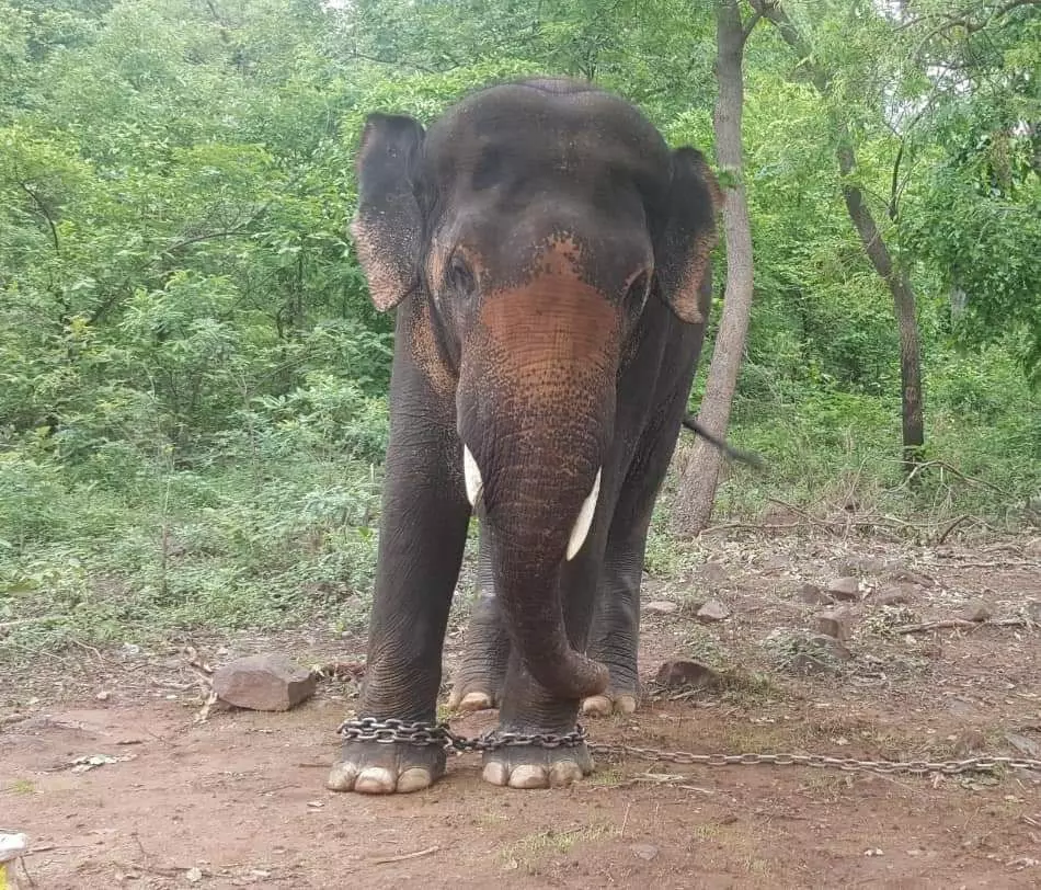 CG News: छत्तीसगढ़ के इन जगहों पर हाथियों का आतंक, एक को उतारा मौत के घाट, भागकर ग्रामीणों ने बचाई जान CG News: छत्तीसगढ़ के इन जगहों पर हाथियों का आतंक, एक को उतारा मौत के घाट, भागकर ग्रामीणों ने बचाई जान