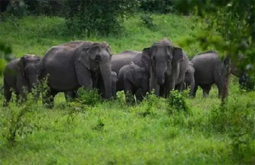 Kumaki Hathi Duryodhan: गर्लफ्रेंड की तलाश में भागा कुमकी हाथी दुर्योधन, पहुंचा मादा हाथियों के बीच, अब महावत को भी पहचान नहीं रहा