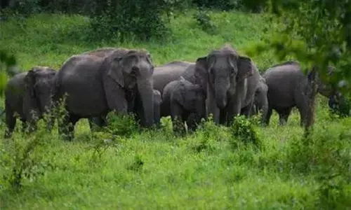 Chhattisgarh News: हाथी-मानव द्वंद: मुख्यमंत्री से फसल मुआवजा राशि बढ़ाने की मांग, जानिए अभी कितना मिलता है मुआवजा