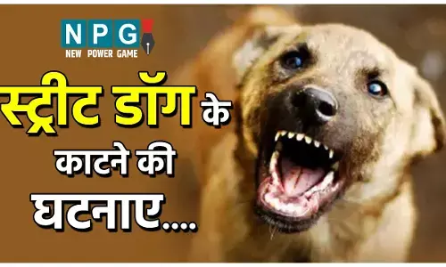 Dog Bite Cases Increased: बढ़ रही हैं स्ट्रीट डाॅग के काटने की घटनाएं, कोई बने शिकार तो तुरंत उठाएं घर में ये कदम...