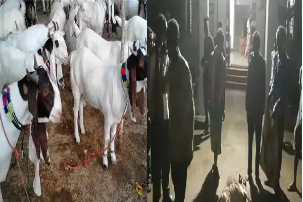 Bilaspur News-बकरे की हत्याः मालिक लाश लेकर थाने पहुंचा, बोला-ड्राइवर ने गला दबाकर की हत्या, फिर शव को एक किलोमीटर दूर फेंका