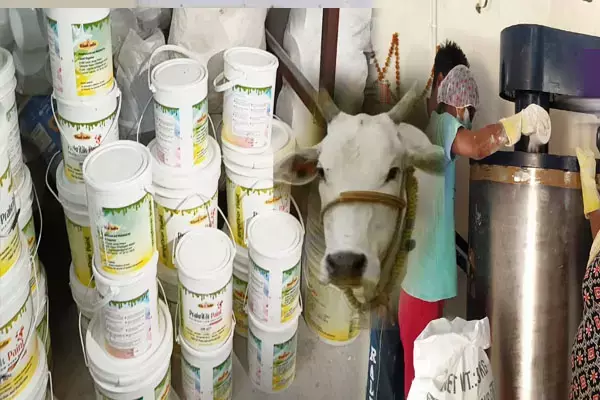 गोबर पेंट से 5 करोड़ 61 लाख की आय, गौठानों में संचालित उद्यम से महिला समूहों को 176.72 करोड़...