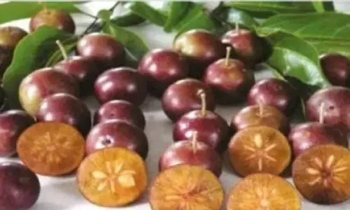 Paniala Fruit GI Tagging: उत्तर प्रदेश का ब्रांड बनेगा लुप्तप्राय पनियाला फल, जानिए क्या है इसकी खासियत