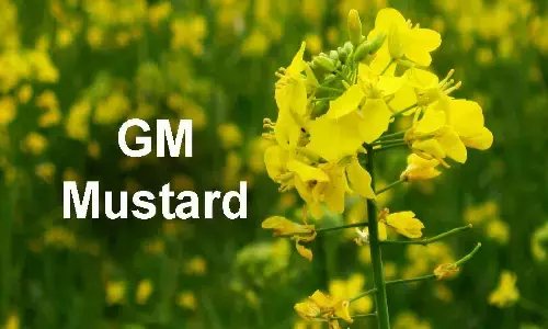 GM Mustard News: केंद्र ने जीएम सरसों जारी करने की मांग को लेकर सुप्रीम कोर्ट में याचिका दायर की