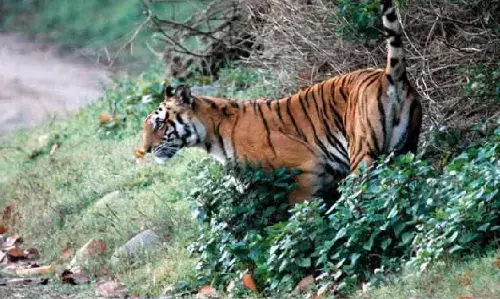 Bageshwar News: उत्तराखंड के बागेश्वर में बाघ ने 4 बच्चों पर किया हमला, 2 घायल, पूरे इलाके में दहशत