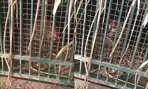 Bijnor News: पिंजरे में कैद आदमखोर तेंदुआ, महिला सहित तीन लोगों को उतारा था मौत के घाट