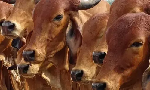 UP Cow Subsidy : स्वदेशी गाय की खरीद पर ट्रांसर्पोटेशन और बीमा खर्च यूपी सरकार उठायेगी