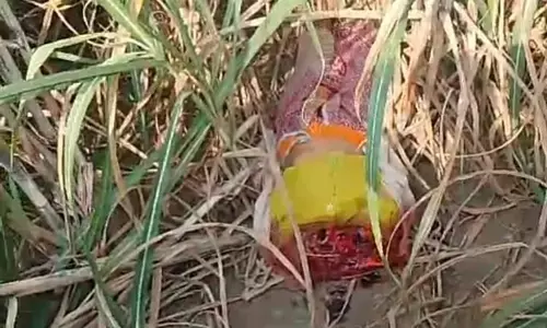 Bijnore News Today : बिजनौर में तेंदुए ने बुजुर्ग महिला को मार डाला