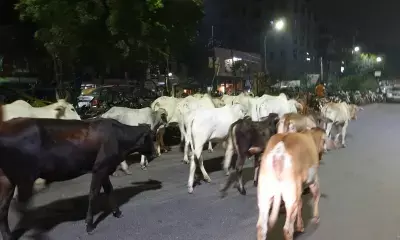 UP Cow New Advisory : यूपी में गोवंश छोड़ने वालों पर चलेगा कानून का डंडा