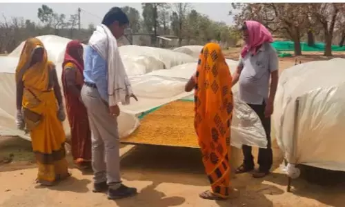 छत्तीसगढ़ के महुआ की महक पहुंचने लगी देश-विदेश तक, सरकार की नीतियों से फूड ग्रेड महुआ फूल के संग्रहण से मिल रहा अतिरिक्त मुनाफा और रोजगार