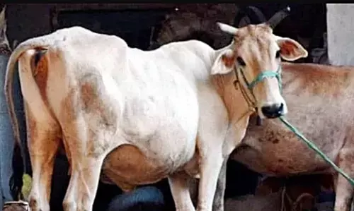 Giridih News: गिरिडीह पुलिस को मिली बड़ी सफलता, 120 पशु सहितमवेशी तस्करों  गिरफ्तार