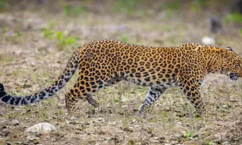 Bijnor News: बिजनौर में तेंदुए ने 40 वर्षीय महिला को गंभीर रूप से किया घायल