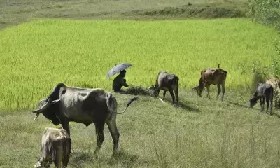 UP Crime News : जानवर चराने को लेकर हुई मारपीट, एक की मौत | NPG news