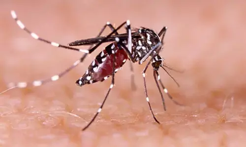 Dengue News: डॉक्टर की मौत के बाद स्वास्थ्य विभाग में अलर्ट, 289 मरीजों को डेंगू