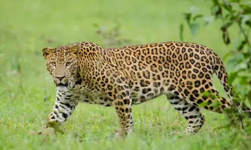 Ghaziabad News: गाजियाबाद में फिर दिखा तेंदुआ, दहशत का मौहाल | NPG news