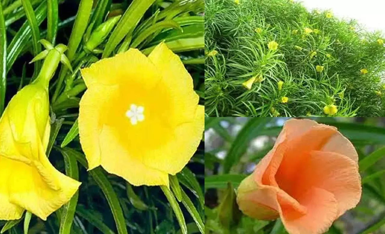 Kaner Ke Phool Ke Fayde Kya Hai:यह पौधा है जहरीला,इसके बावजूद इसके फूल और फल होते है लाभकारी, पूजा में इस्तेमाल से होती है धनवर्षा