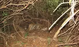 Tamilnadu News: बाघ को जहर देकर मारने के आरोप में एक गिरफ्तार