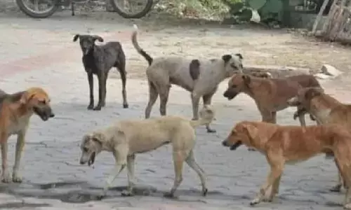 Ghaziabad News: गाजियाबाद में आवारा कुत्तों का कहर, 24 घंटे में 85 बच्चों समेत 156 लोगों पर किया हमला