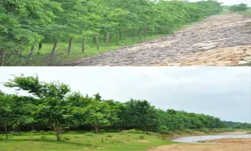 Raipur News: नदी तट रोपण-4 सालों में 40 नदियों के तट पर लगाए गए 47 लाख पौधे...