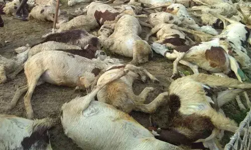 40 Deer dead Ramban: आसमान से गिरी आफत ने ली एक साथ चालीस भेड़ों की जान