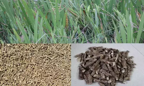 छत्तीसगढ़ में हुई बच की खेती की शुरूआत, एक एकड़ में 1 लाख से भी अधिक आय