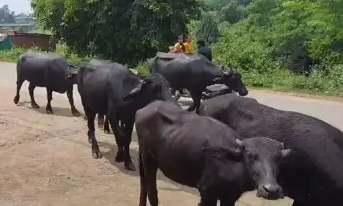 Madhya Pradesh News: MP के शहडोल में भैंस के खिलाफ FIR दर्ज, गिरफ्तारी भी हुई, जानें क्या है पूरा मामला