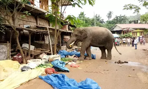 Kerala News Hindi: इडुक्की में जंगली हाथी के हमले में वन संरक्षक घायल