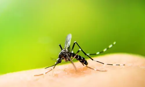 Dengue Viral: डेंगू मरीजों ने पार किया 500 का आंकड़ा, प्लेटलेट्स की बढ़ी मांग