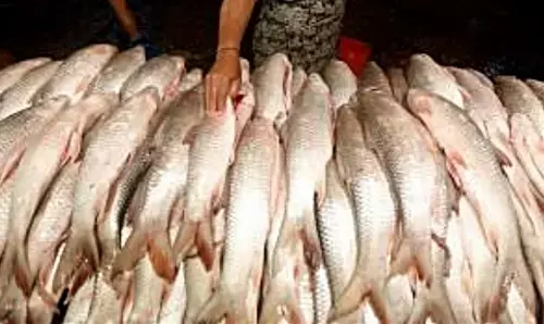 Bihar Fish Breed:बिहार में गंगा में मछलियों की संख्या बढ़ाने को लेकर कवायद तेज, रोहू-कतला दिखेंगी