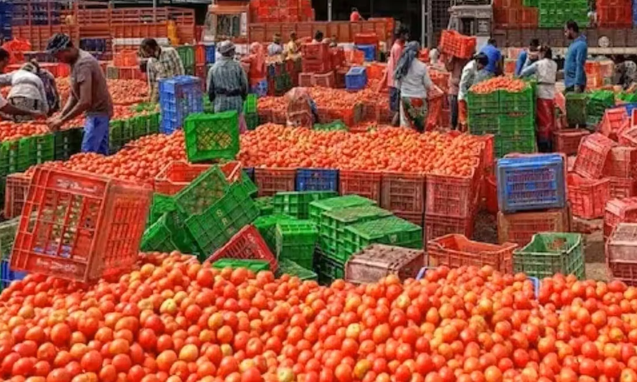लाल टमाटरों ने किसानों के चेहरे कर दिए पीले, खेतों में ही नष्ट करने की नौबत…-Red tomatoes turned the faces of farmers yellow, they had to be destroyed in the fields themselves…