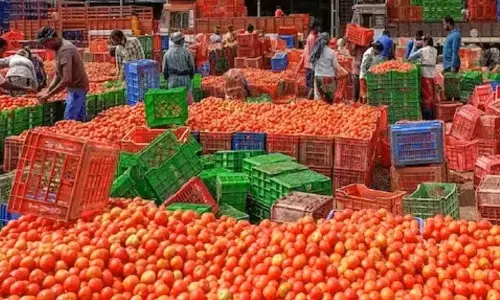 Tomato Price Update: किसान परेशान, 200 से 5 रुपये किलो पहुंचा दाम, नहीं मिल रही खेती की लागत
