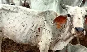 Lampi Skin Disease: गोवंश को लंपी से बचाने के लिए एक करोड़ वैक्सीन लगवाएगी यूपी सरकार