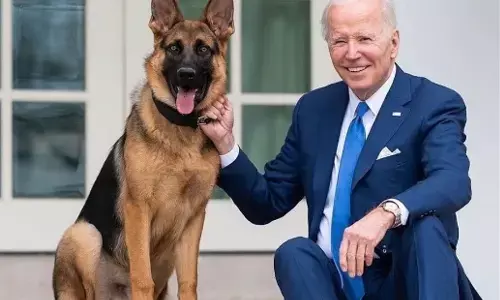 President Biden Dog: राष्ट्रपति बाइडन के कुत्ते ने सीक्रेट सर्विस एजेंट को काटा, व्हाइट हाउस में 11वीं घटना