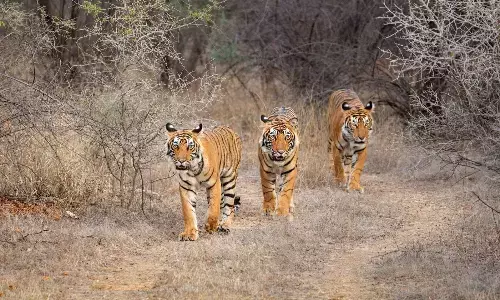 Kaimur News: Bihar में VTR के बाद अब कैमूर में भी दहाड़ेंगे बाघ