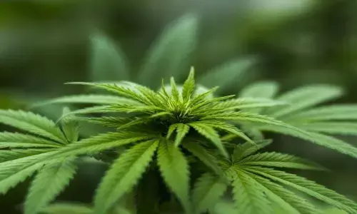 Cannabis (Marijuana) DrugFacts: भांग के सेवन से 60 फीसदी बढ़ जाता है दिल के दौरे और स्ट्रोक का खतरा, अध्ययन में हुआ खुलासा