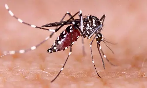 Jharkhand Dengue-Chikungunya Case: झारखंड में डेंगू-चिकनगुनिया का कहर, मेडिकल स्टूडेंट सहित अब तक सात की मौत, डेढ़ हजार से ज्यादा मरीज मिले