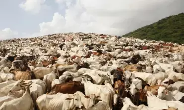 कोलकाता की KMC ने गौशालाओं के लिए निकाला अजब-गजब फरमान