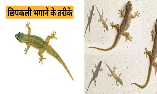 Chipkali Bhagane ke Liye Kya Kare छिपकली को घर से भगाने के लिए क्या करें?,ये उपाय मिनटों में छिपकली को आपके घर से करेगी   रफूचक्कर