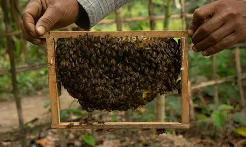 CG News: मधुमक्खी और रेशम कीट पालकों को मिलेगा बिना ब्याज का ऋण, कृषि का दर्जा भी... मंत्रालय ने जारी किया आदेश