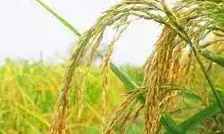 Bihar Farmers News: इस नस्ल का धान देगा बिहार के किसानों को मुनाफा, पढ़ें कैसे?