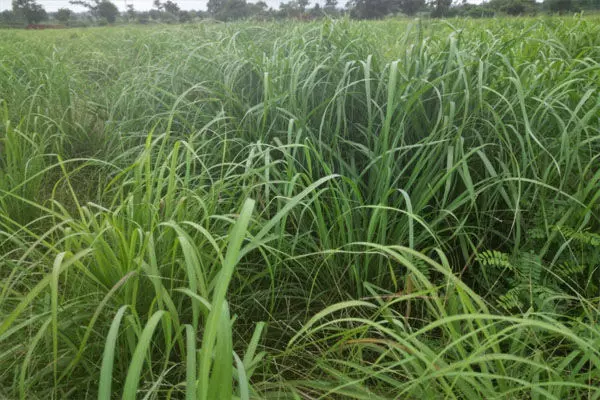 छत्तीसगढ़ के किसान अब लेमनग्रास से अच्छा खासा कमाई कर रहे, 800 एकड़ से अधिक रकबा में हो रही लेमनग्रास की खेती छत्तीसगढ़ के किसान अब लेमनग्रास से अच्छा खासा कमाई कर रहे, 800 एकड़ से अधिक रकबा में हो रही लेमनग्रास की खेती