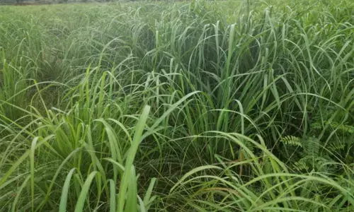 छत्तीसगढ़ के किसान अब लेमनग्रास से अच्छा खासा कमाई कर रहे, 800 एकड़ से अधिक रकबा में हो रही लेमनग्रास की खेती