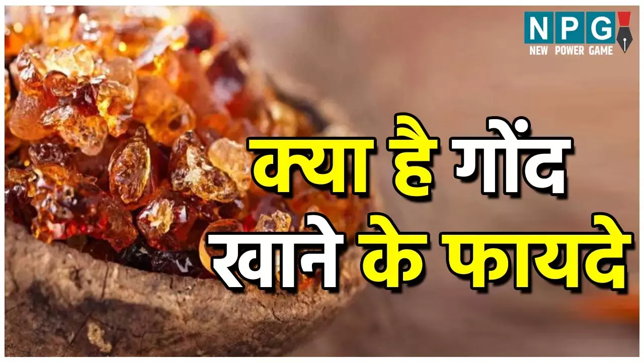 Gond Khane ke Fayde: गोंद खाने से दांपत्य जीवन में आती है मधुरता, बच्चे, बूढ़ों की इम्यूनिटी के साथ महिलाओं के लिए भी फायदेमंद...