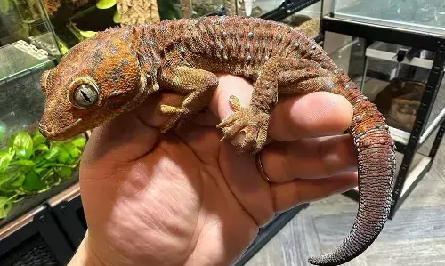 Tokay Gecko Lizards: बांग्लादेश से 3 टोके छिपकलियों की तस्करी के आरोप में सिलीगुड़ी में 2 गिरफ्तार, 1 करोड़ रुपए में बिकती है ये छिपकली