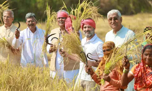 Rahul Gandhi in Chhattisgarh: फोटो में देखें- खेत में पहुंचे राहुल गांधी, किसानों के साथ की धान की कटाई