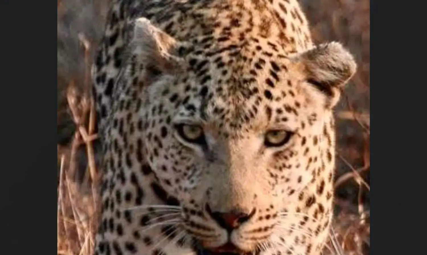 Bengaluru Leopard News: बेंगलुरु में तेंदुए को पकड़ने के लिए मारी गोली, इलाज के दौरान मौत, लोगों का फूटा गुस्सा