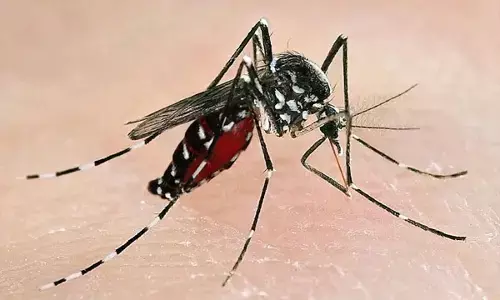 Zika Virus: इस राज्य में मिला मच्छरों के काटने से फैलने वाला जीका वायरस, सरकार हाई अलर्ट पर...जाने कितना खतरनाक है ये वायरस